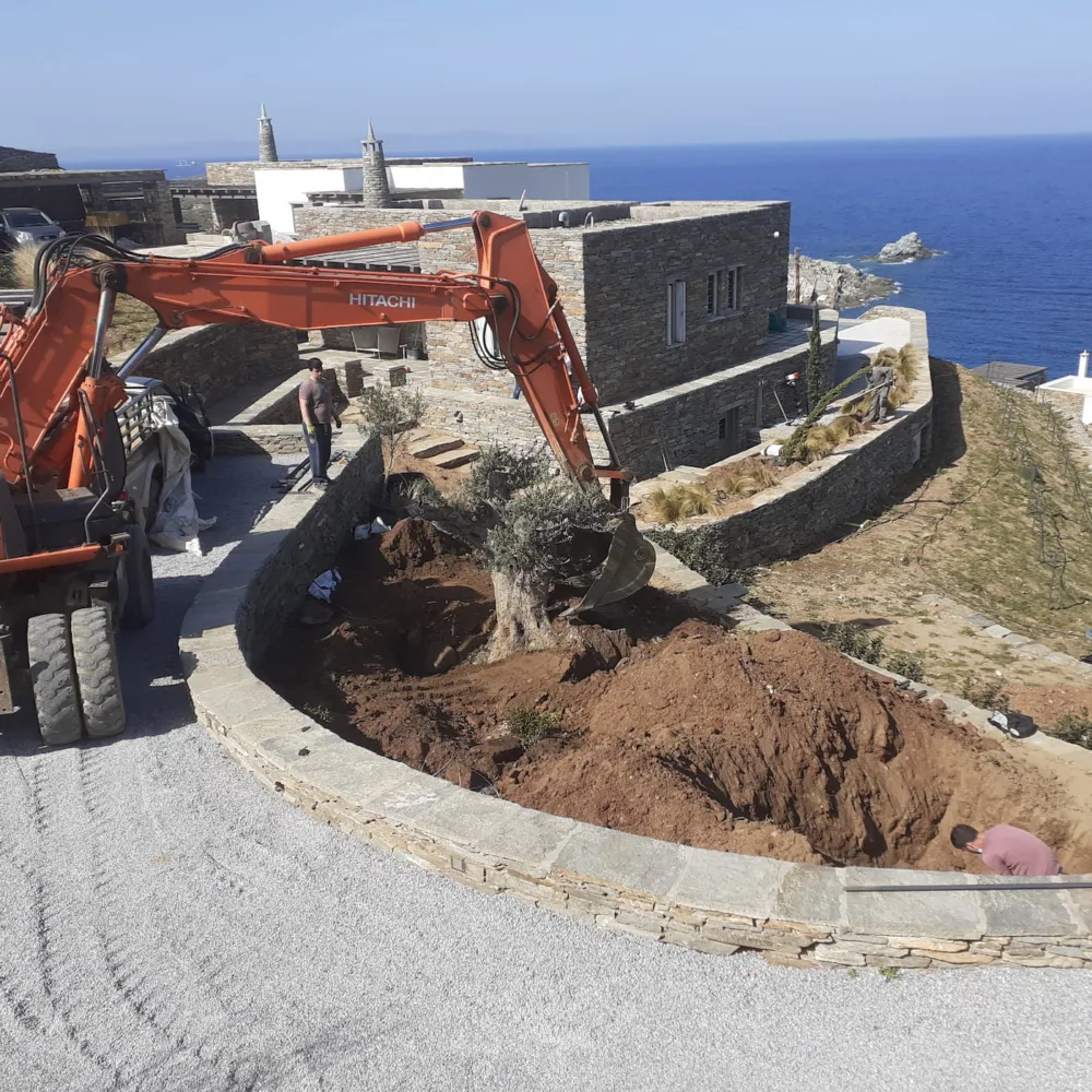 Φύτευση μεγάλης ελιάς με γερανό σε εξοχική κατοικία στην Κέα – Κυκλάδες