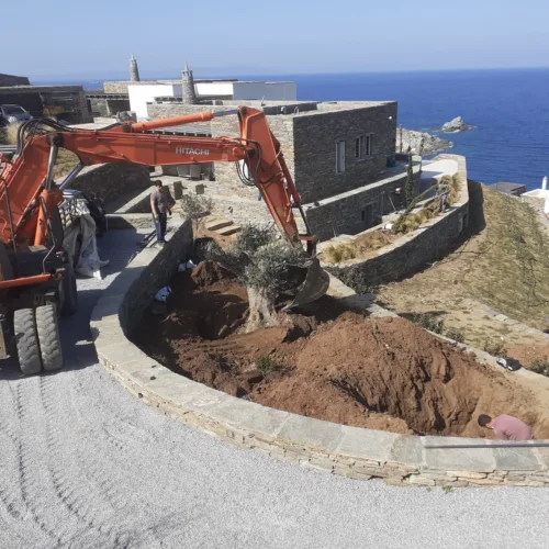 Φύτευση μεγάλης ελιάς με γερανό σε εξοχική κατοικία στην Κέα – Κυκλάδες