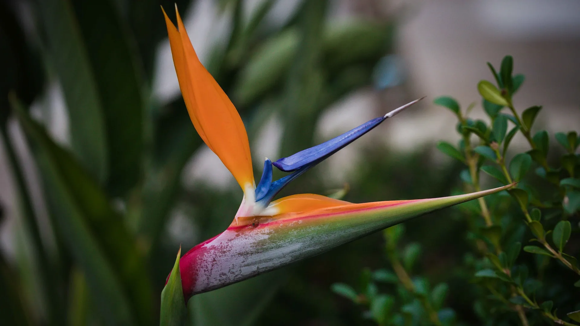 strelitzia-kataskevi-kipou-vrahneika.webp